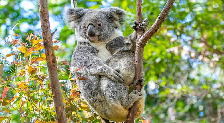 Currumbin Wildlife Sanctuary